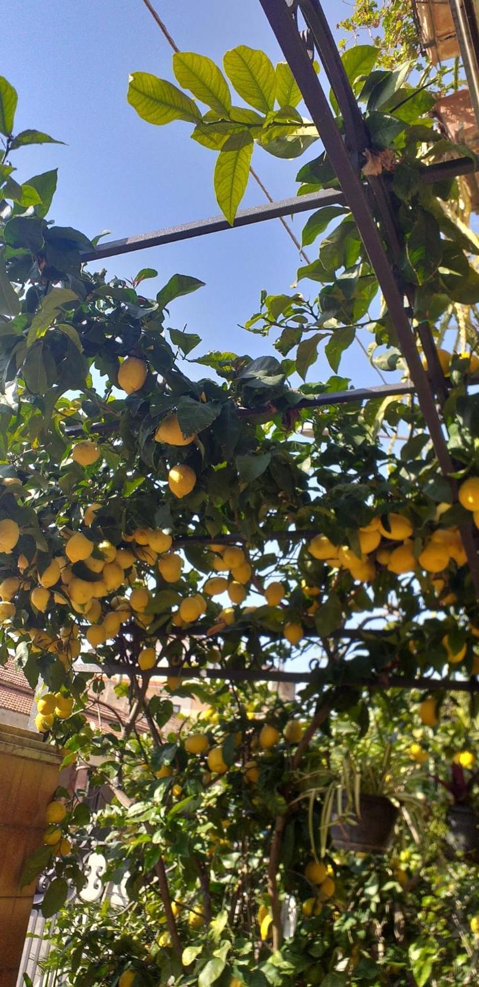 Casa Ester أسشيا المظهر الخارجي الصورة